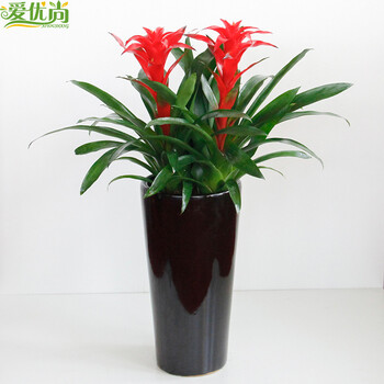 爱优尚上海 杭州同城配送 空间设计 书房鸿运当