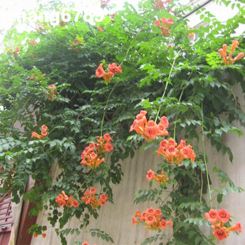 满城 花紫藤苗 凌霄苗 庭院攀爬植物 攀援花卉