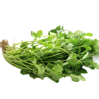 密农人家 北京密云山区香菜 100g