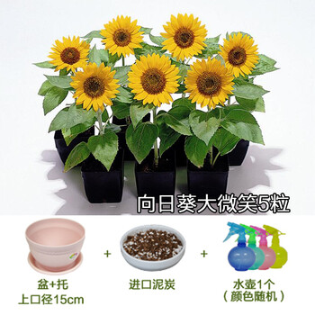 包邮向日葵种子波斯菊种子格桑花种子家庭种植