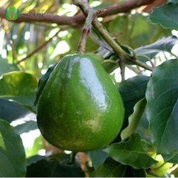 牛油果树苗牛油果苗果树苗 酪梨苗 鳄梨苗 鳄梨树苗墨西哥牛油果苗樟梨苗鳄梨苗牛油果树苗品种博恩2年苗 图片价格品牌报价 京东