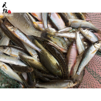 东江 小河鱼 河杂鱼 河鲜 小溪鱼 山坑鱼 味鲜 原生态万绿湖 冰鲜