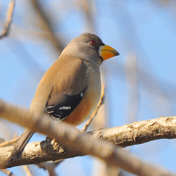 独爱 家养繁殖蜡嘴黑尾蜡嘴观赏鸟活体包活一对腊嘴鸟宠物腊嘴鸟打蛋