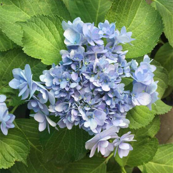 绣球花盆栽室内外阳台绿植花卉绣球花苗庭院地栽植物变色无尽夏重瓣