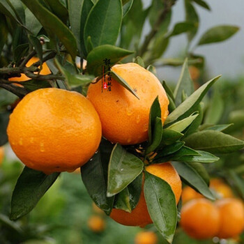 橘苗花卉绿植盆栽植物果树苗室内盆景花苗木果