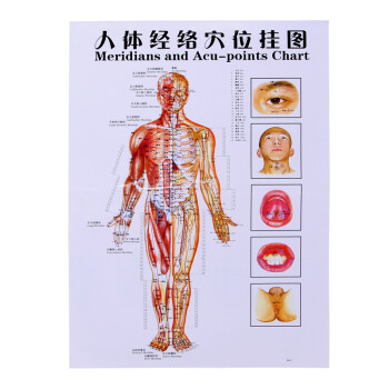 医者意人体穴位图人体经络部位艾灸经穴部位图人体经穴部位图头部保健按摩图人体经络正面图 图片价格品牌报价 京东