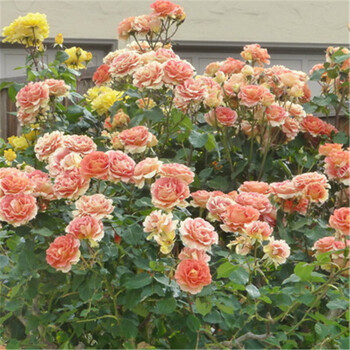 杏花天买2送1 蔷薇花苗5年苗爬藤苗盆栽地栽玫瑰藤本蔷薇月季当年开花多花重瓣庭院阳台西方大地 图片价格品牌报价 京东 杏花天买2送1 蔷薇花苗5年苗爬藤苗盆栽地栽玫瑰藤本蔷薇月季当年开花多花重瓣庭院阳台西方大地 图片价格品牌报价 京东