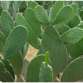 仙人掌可摆放观赏防辐射又可食用盆栽花卉植物