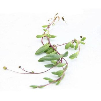 华熙园林 垂吊多肉植物绿植盆栽佛珠锦爱之蔓锦情人泪拼盘组合不含盆紫弦月整盆 图片价格品牌报价 京东 华熙园林 垂吊多肉植物绿植盆栽佛珠锦爱之蔓锦情人泪拼盘组合不含盆紫弦月整盆 图片价格品牌报价 京东