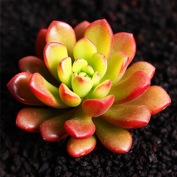 若绿 多肉植物 盆栽绿植组合白牡丹观音莲情人泪办公室桌面迷你多肉小盆景盆 可爱肉肉创意植物 塔洛克 裸根不含盆