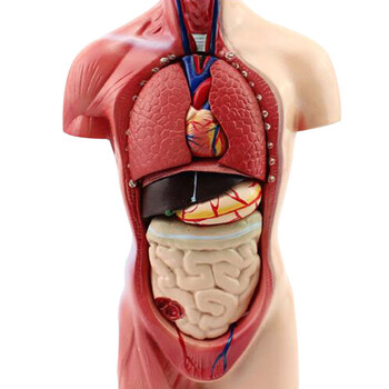 颐诺 医用人体骨骼模型附韧带人体骨架模型 1