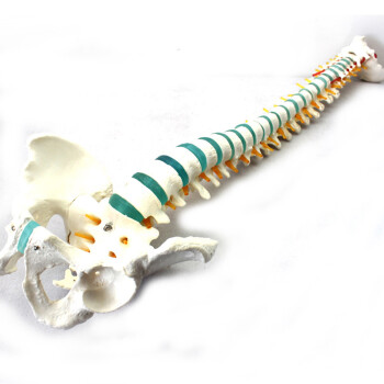 ENOVO医学1:1颐诺人体脊柱模型脊椎骨盆颈椎