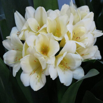 盆栽观花观叶植物 君子兰苗盆栽 盆景花卉绿植 精品国兰 白花君子兰