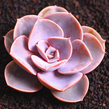 若绿 多肉 盆栽绿植组合白牡丹观音莲办公室桌面迷你多肉小盆景盆 紫珍珠 裸根不含盆