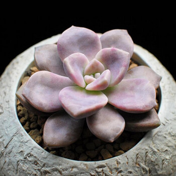 果林轩含陶瓷盆多肉植物盆栽24款新手入门创意花卉植物紫乐 陶瓷花盆含盆 图片价格品牌报价 京东 果林轩含陶瓷盆多肉植物盆栽24款新手入门创意花卉植物紫乐 陶瓷花盆含盆 图片价格品牌报价 京东