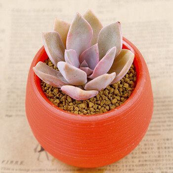 若绿多肉植物套装多肉植物办公室桌面带盆带土套餐多肉初恋红色盆含盆 图片价格品牌报价 京东