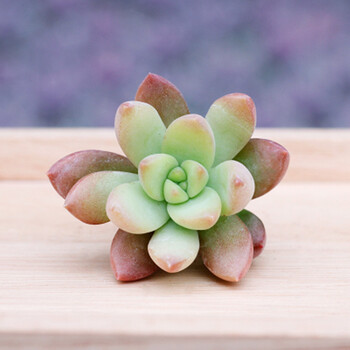 醉花春多肉植物组合盆栽桌面花卉萌肉肉植物24款小黄丽2 3cm 图片价格品牌报价 京东
