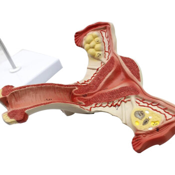 颐诺 医学模型骨盆模型人体医学男科妇科生殖