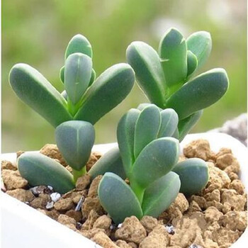 醉花春多肉植物组合盆栽桌面花卉萌肉肉植物24款鹿脚海棠4 5cm 图片价格品牌报价 京东 醉花春多肉植物组合盆栽桌面花卉萌肉肉植物24款鹿脚海棠4 5cm 图片价格品牌报价 京东