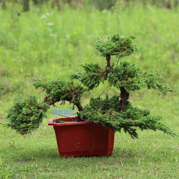 盆景盆栽绿植观赏花卉小叶迎客松盆景苗树桩 步步高升