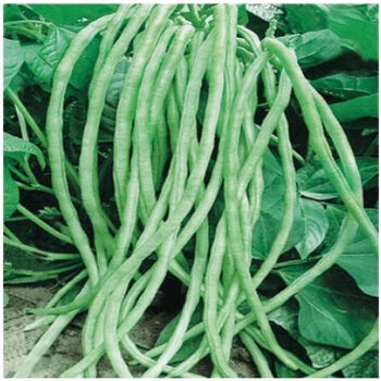 美国无架豆蔬菜种子无架豇豆原包装约20克家庭种植阳台盆栽