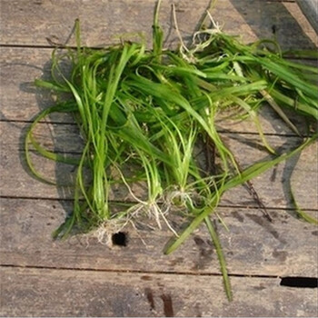 月娥 水草种子轮叶黑藻苦草菹草狐尾藻河鱼塘养鱼龙虾螃蟹龟水草水