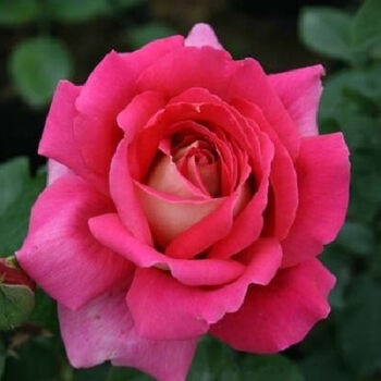 花卉观花庭院阳台 大花月季苗 切花丰华月季花苗 四季开花 火和平月季