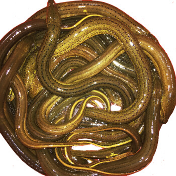 品鲜肴 野生黄鳝/长鱼 (净膛) 约500g 1斤称8-10条现杀