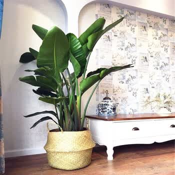 室内盆栽盆景金色鹤望兰客厅盆栽天堂鸟 中盆70-80高