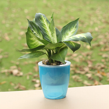 萌肉居水培植物粉黛万年青盆栽植办公室内客厅观叶植物花卉盆栽粉黛