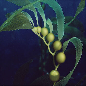 海藻种子 水草种子 水生植物种子 半斤