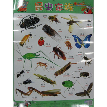 猫和老鼠快乐早教认知挂图:昆虫家族/鸟儿的天堂 [3-6岁]