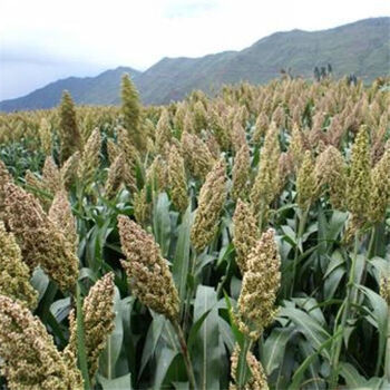 白高粱米种子牧草粘高梁子 白高粱 一斤