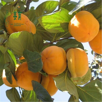 柿子树苗柿树苗磨盘柿子苗庭院阳台盆栽地栽南北方种植果树苗磨盘柿子3年苗 图片价格品牌报价 京东