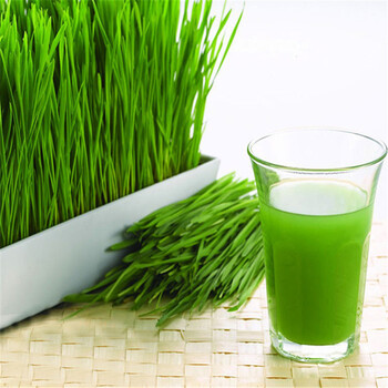 农家新货小麦粒小麦草麦子麦芽糖麦苗榨汁回春水小麦种子水培 一斤