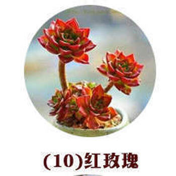 Yuanj 盆栽花卉景天科多肉植物种子混装套餐防辐射多肉种子a10 40粒 图片价格品牌报价 京东