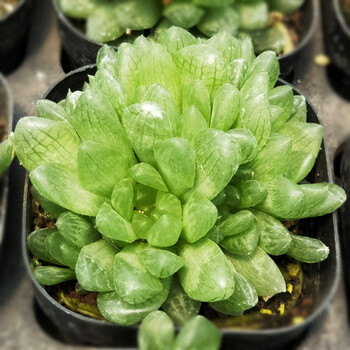 透明多肉植物易成活好繁殖新房装饰冰灯玉露类成品苗蝉翼玉露 8 10cm 图片价格品牌报价 京东