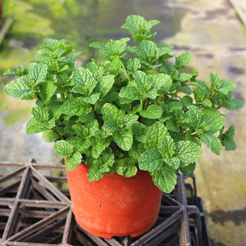 玖枝苑薄荷盆栽绿植室内水培植物套装柠檬薄荷苗薄荷苗不含盆 图片价格品牌报价 京东