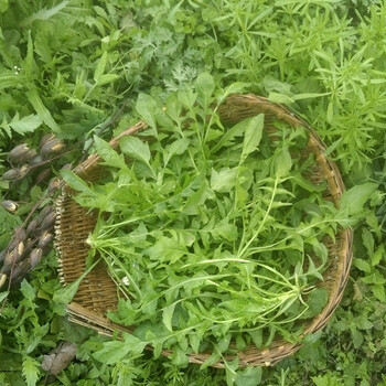 民汇园菜园野菜种子荠荠菜种子蔬菜种子野菜枕头草粽子菜香荠地菜荠荠菜1克 袋 图片价格品牌报价 京东