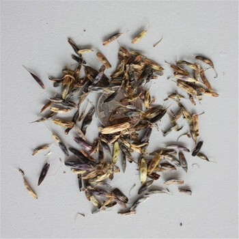 旻竹轩 大青叶种子 新采中药材种子 一斤