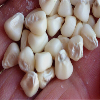 甜加糯玉米 白糯玉米 糯性强 鲜苞米 白玉米种子 50g