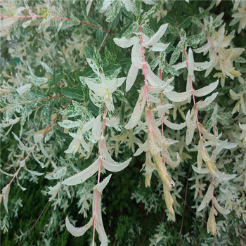 花叶杞柳苗 盆栽庭院彩叶树木 50棵