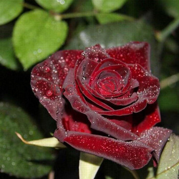 当年开花玫瑰花苗 藤本 爬藤蔷薇花苗 月季盆栽花卉 魔法师