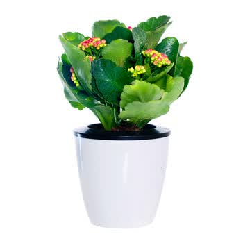 花七休其他 花七休小长寿花自吸水白色花盆开花绿植花卉盆栽室内居家桌面阳台办公室绿植 行情报价价格评测 京东