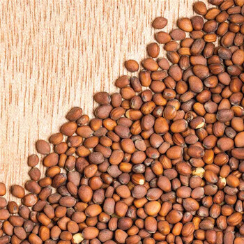 芽苗菜种子萝卜种子水培罗卜种子冬季蔬菜种子阳台种植 50g【图片 价