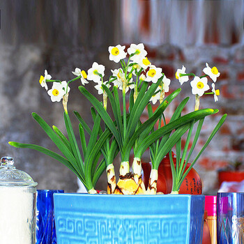 冬季花卉带水培瓶盆栽绿植花卉风信子5色可选风信子种球水培植物水仙水仙花郁金香水 凌波仙子 仙种球 图片价格品牌报价 京东