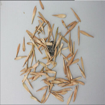 白蜡种子 白蜡树种子 对节,金叶白蜡 小叶,速生白蜡树种子 250克