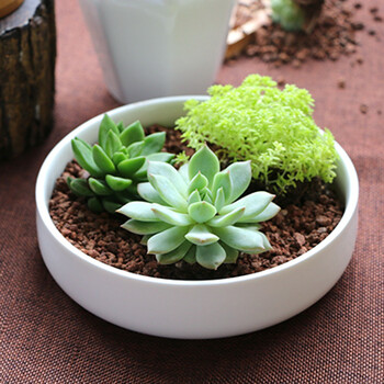 陶瓷 多肉植物花盆简约白瓷多肉盆清仓多肉盆器 白色 浅圆 中等
