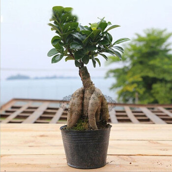 榕树盆栽人参榕嫁接榕盆景s弯榕树盆景居家绿植 嫁接榕树150g