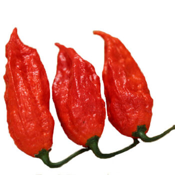 杨大爷印度魔鬼辣椒新鲜魔鬼辣椒云南德宏涮涮